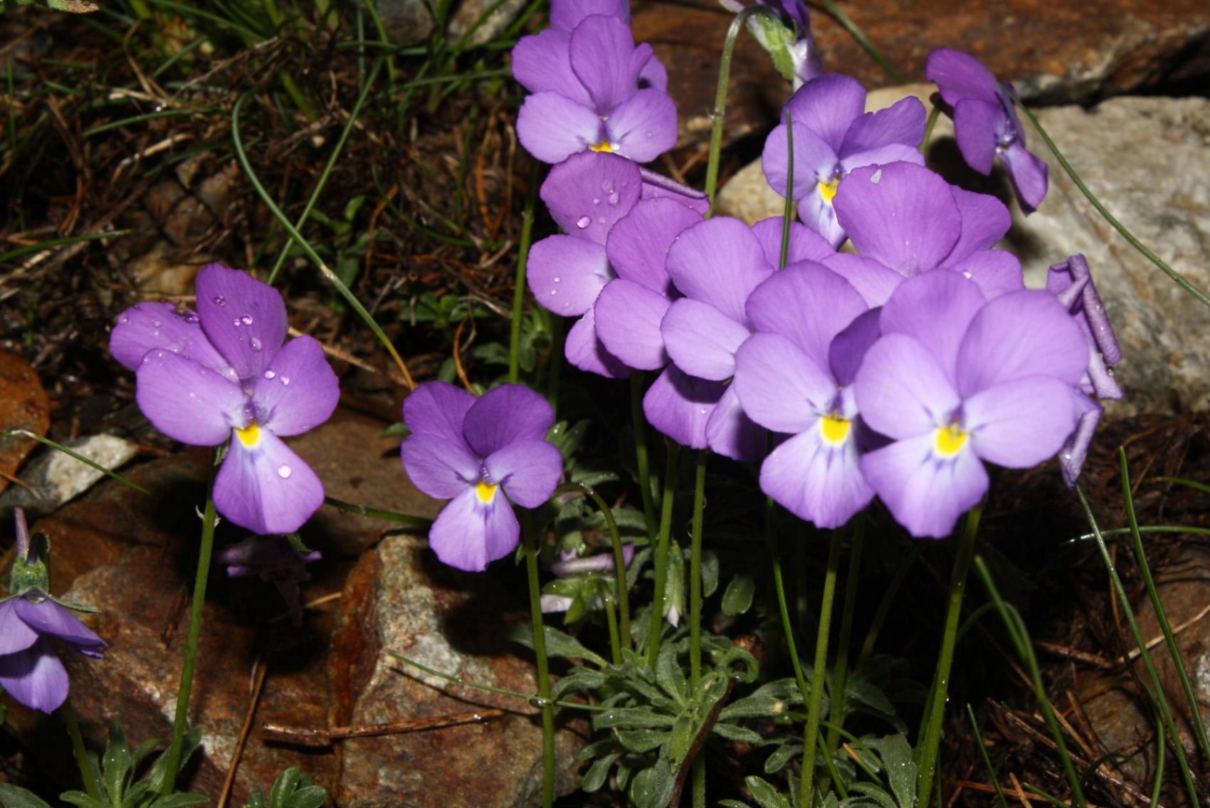 Viola valderia / Viola di Valdieri